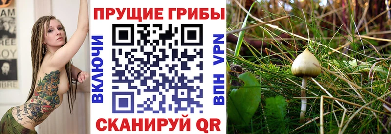 Псилоцибиновые грибы Psilocybine cubensis  Купить  Нарткала 